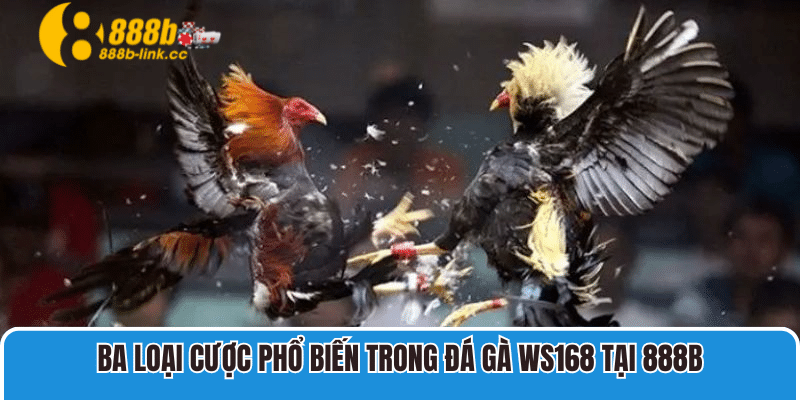 Ba loại cược phổ biến trong đá gà WS168 tại 888B