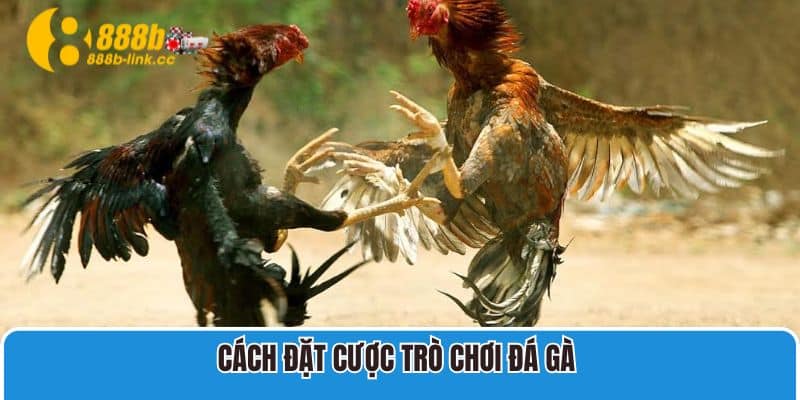 Cách đặt cược trò chơi đá gà 