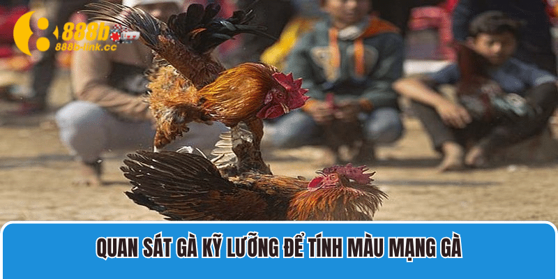 Quan sát gà kỹ lưỡng để tính màu mạng gà.